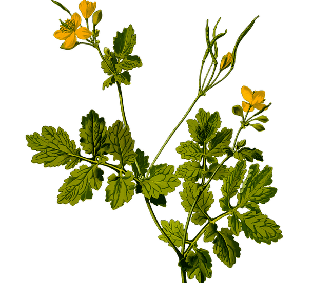 plante pour soulager les douleurs testiculaires chez les hommes